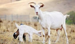 三只羊爆料最新吃瓜